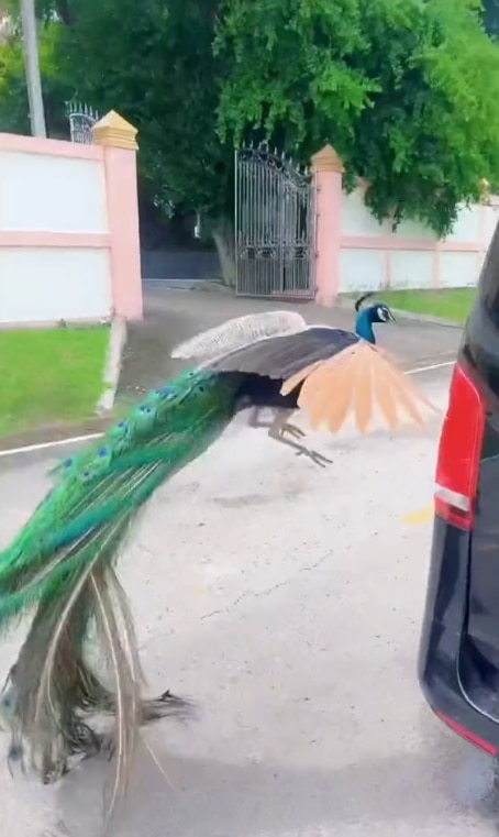 นกยูง ไล่จิกรถหรู