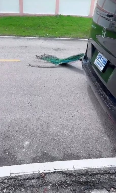 นกยูงไล่จิกรถหรู ก่อนวันหวยออก 1 8 67