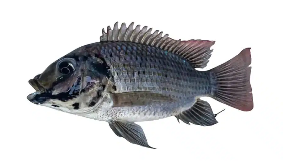 ปลาหมอคางดำ