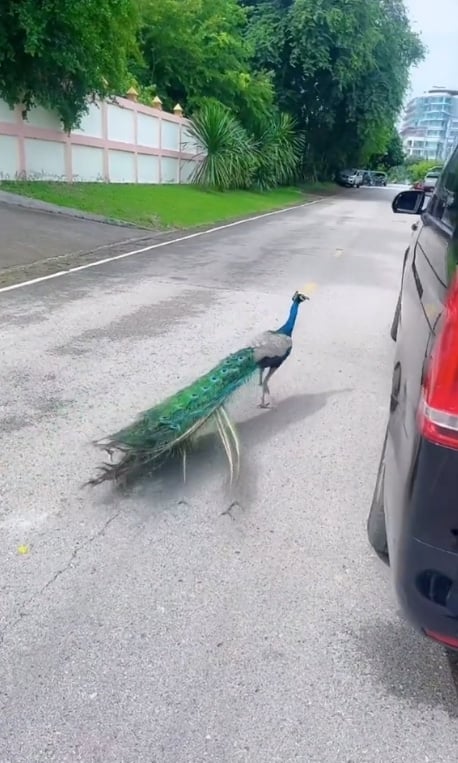 สาว งง จู่ ๆ ถูกนกยูงไล่ตามจิกรถหรู