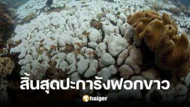 อ.ธรณ์ เผย สิ้นสุดปะการังฟอกขาว จากนี้สู่การฟื้นคืนทะเล วางแผนรับมือปีหน้า