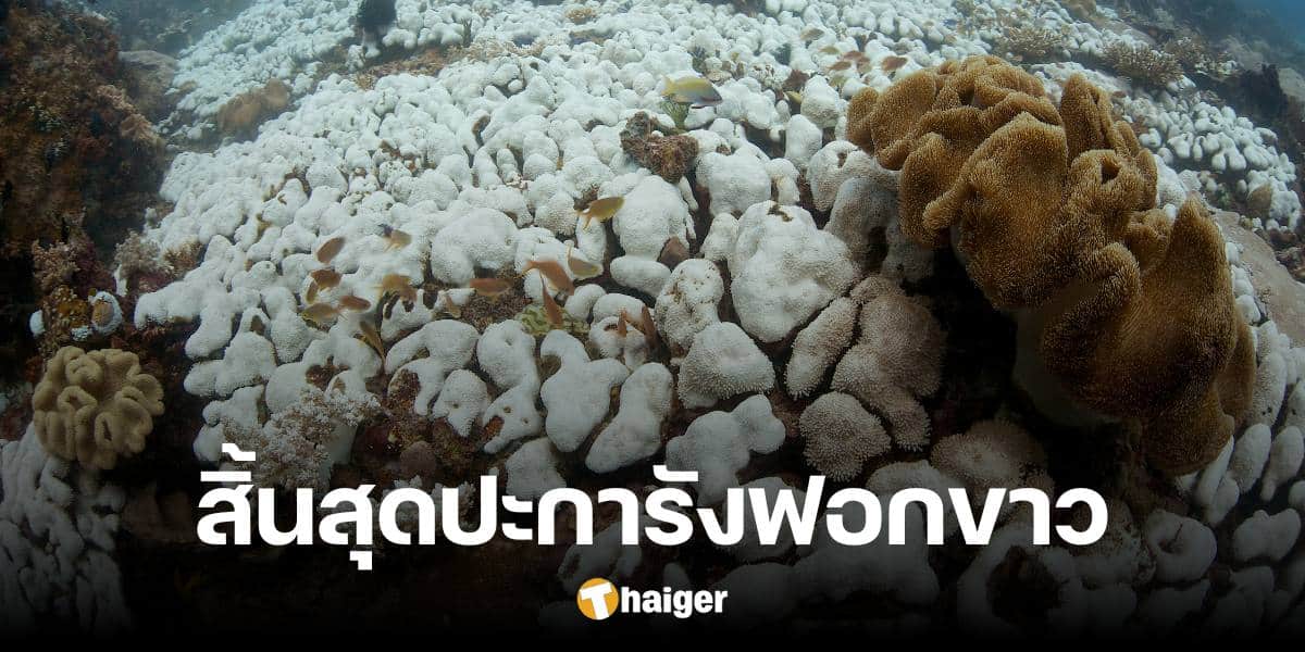 อ.ธรณ์ เผย สิ้นสุดปะการังฟอกขาว จากนี้สู่การฟื้นคืนทะเล วางแผนรับมือปีหน้า