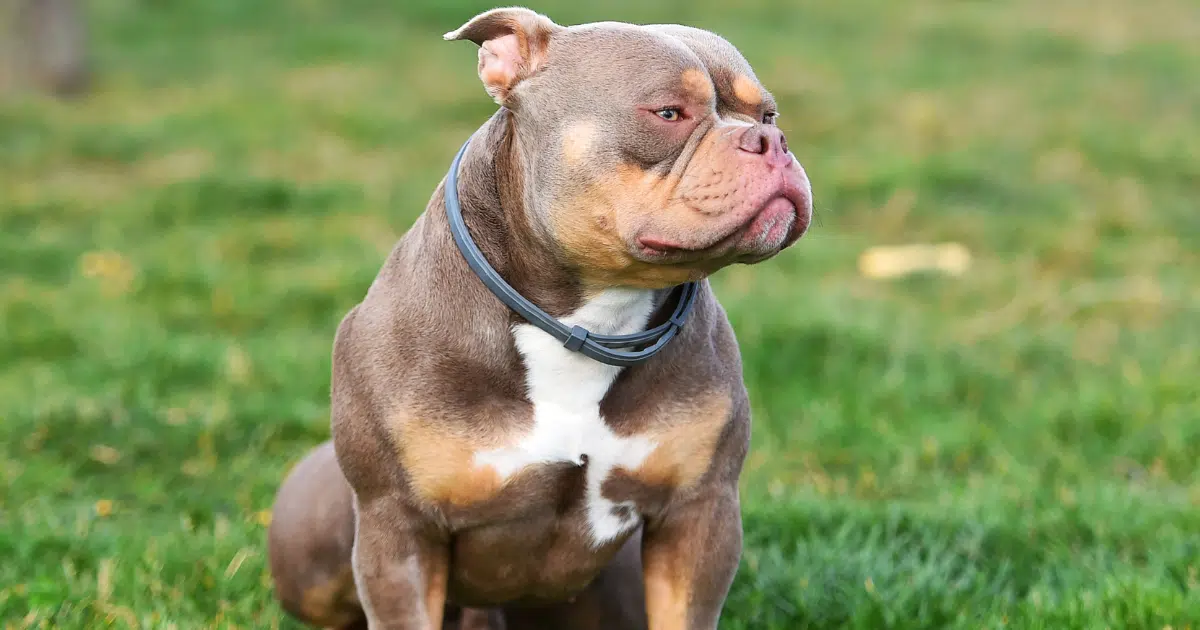 อเมริกันบูลลี่ (American Bully) มีร่างกายแข็งแรง มีกล้ามเนื้อแน่น รูปร่างกระชับ