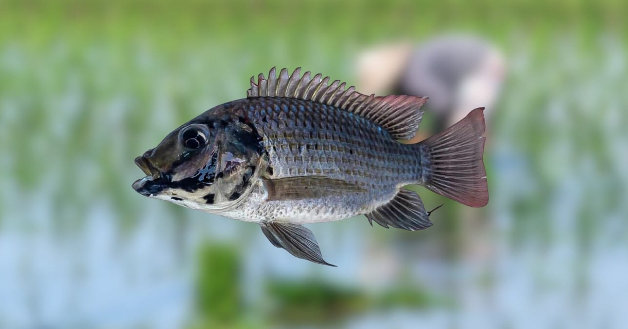 แข่งจับปลาหมอคางดำ จังหวัดจันทบุรี ทำเมนูประกอบอาหาร