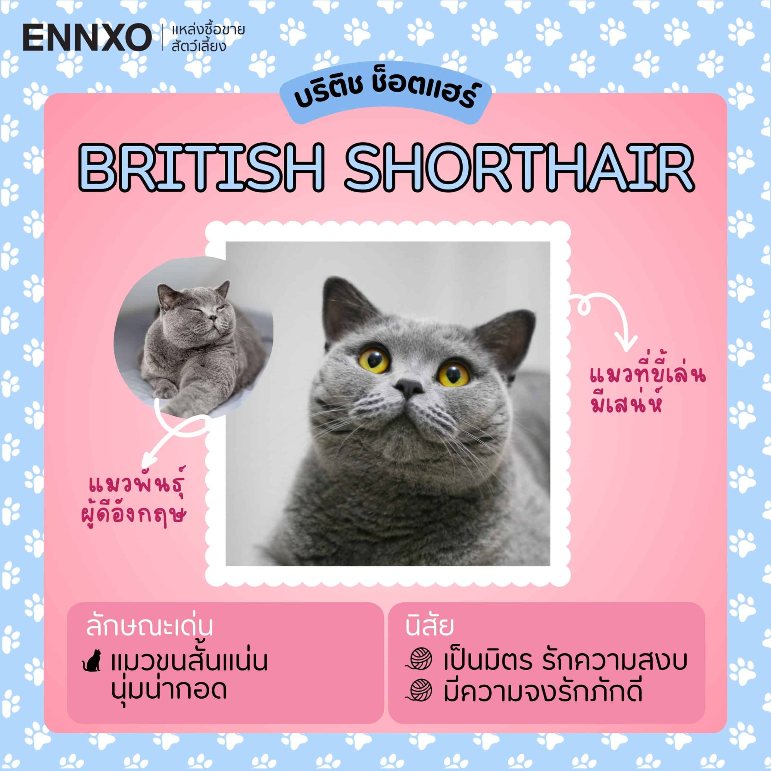 แพลตฟอร์ม ENNXO British Shorthair