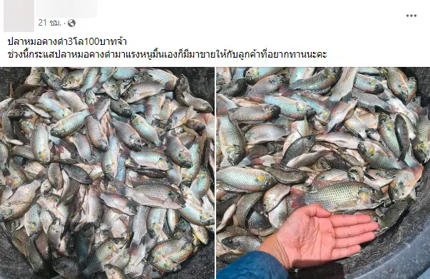 แม่ค้าชาวโคราช โพสต์ขายปลาหมอคางดำ