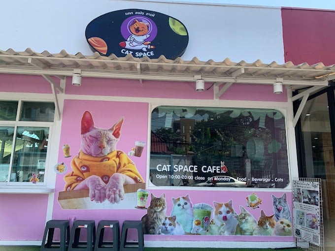 Cat Space Cafe Phuket แคทสเปซ คาเฟ่แมวภูเก็ต