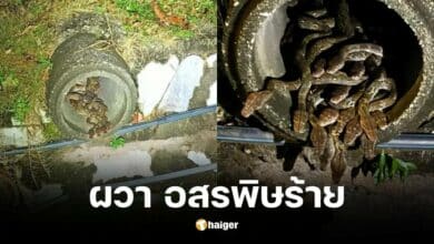พบงูเหลือม 29 ตัวในท่อระบายน้ำข้างร้านอาหาร