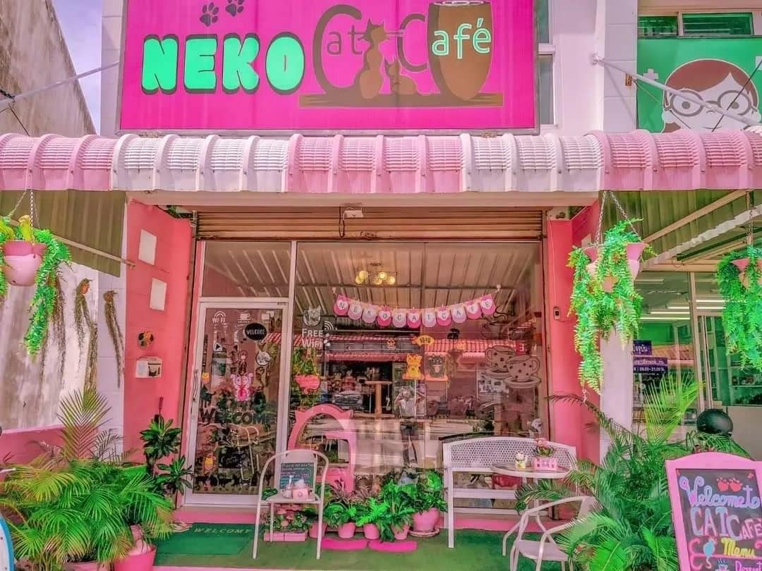 Neko Cat Cafe Phuket คาเฟ่น้องแมว