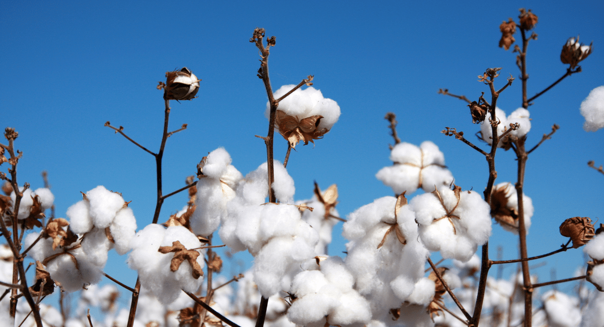 ภาพต้นฝ้ายที่กำลังออกดอก ลักษณะมีสีขาว ปุกปุย นุ่ม คล้านขนแกะ