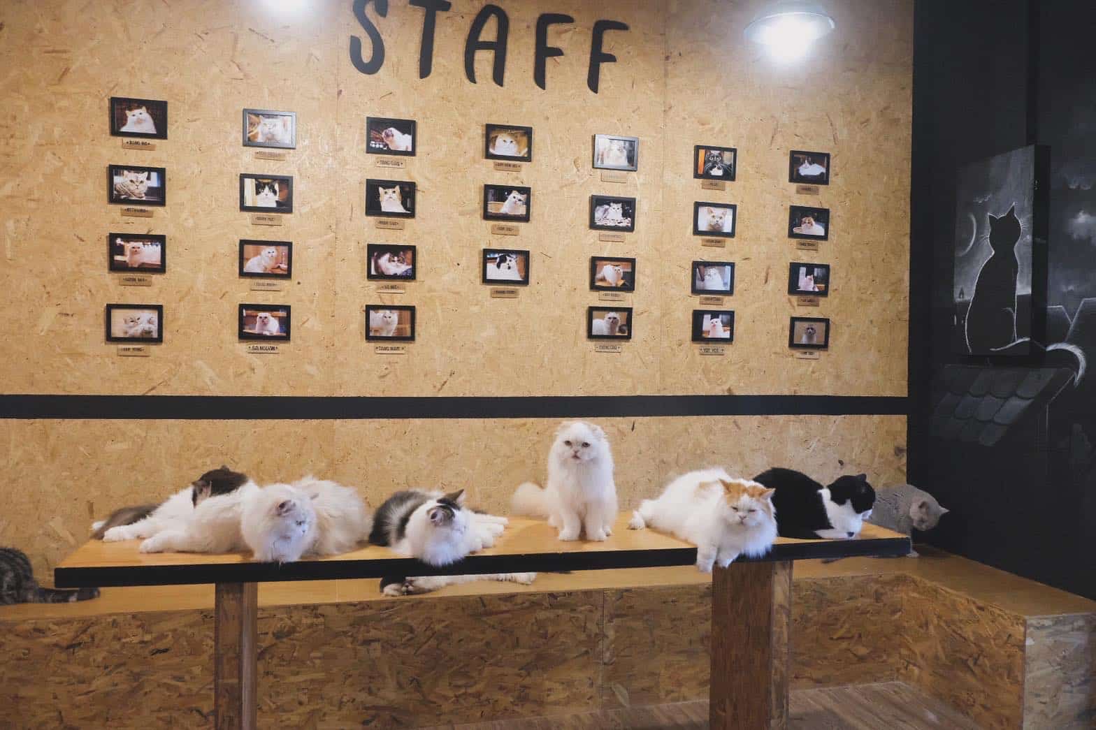 ทำเนียบน้องแมวในร้าน DOO CAT CAFE Phuket