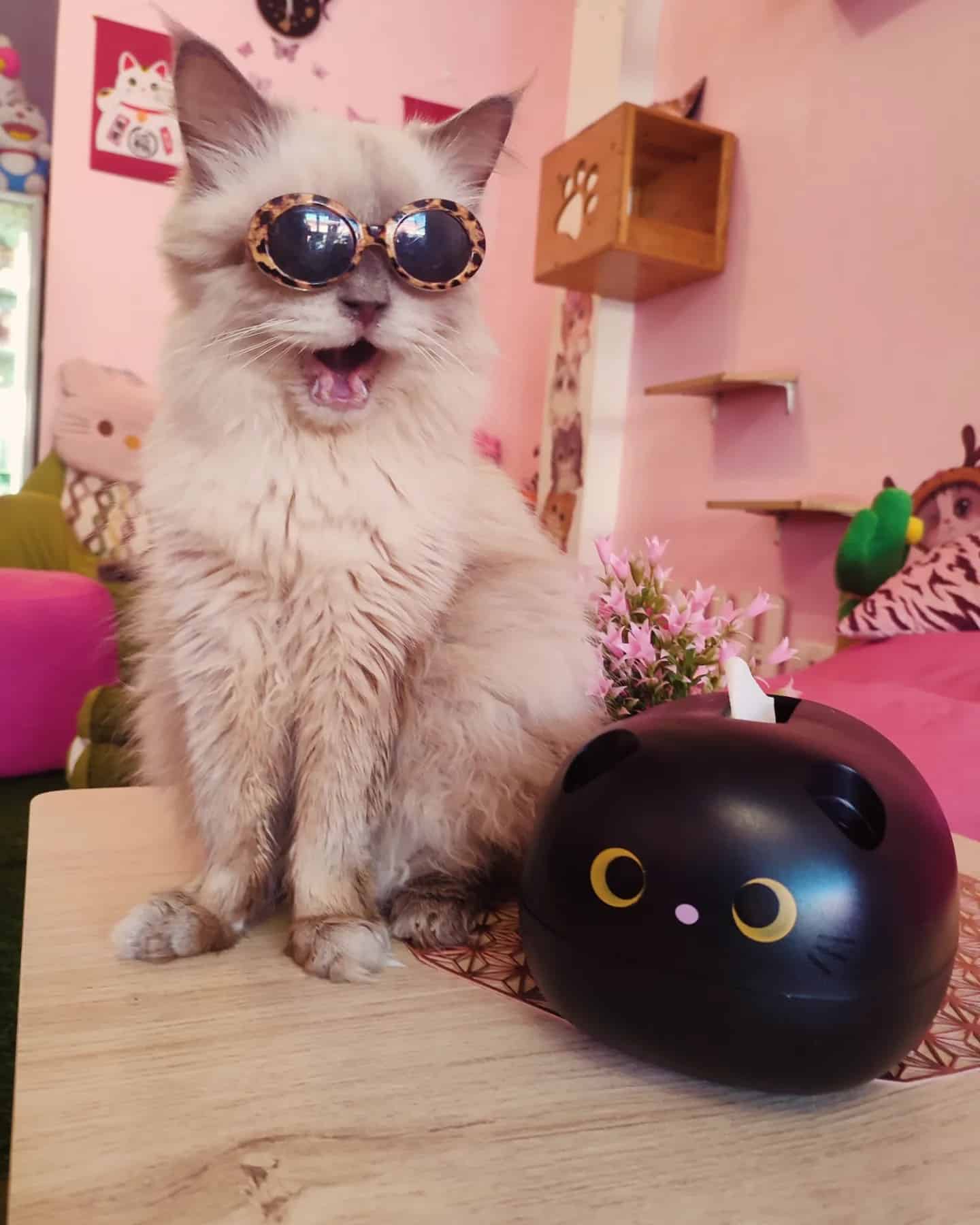 น้องแมวในร้าน Neko Cat Cafe Phuket คาเฟ่น้องแมว
