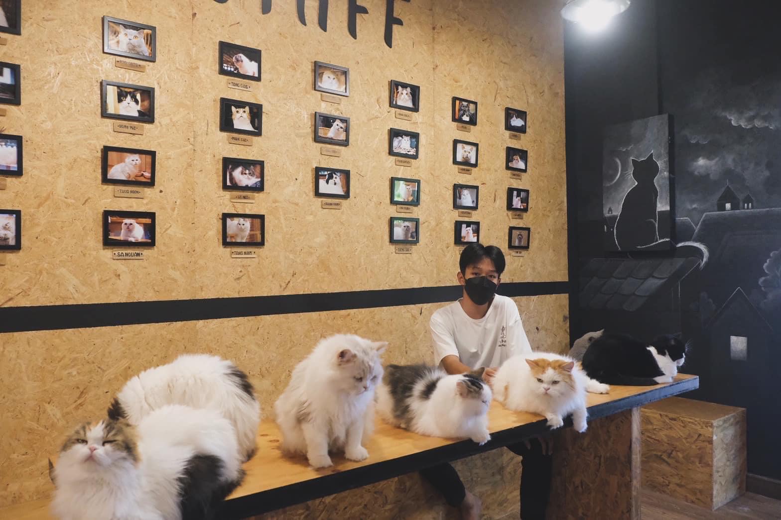 “DOO CAT CAFE PHUKET คาเฟ่แมวภูเก็ต” เป็นร้านเล็กๆตั้งอยู่ที่ ตำบล ราไวย์ จังหวัด ภูเก็ต