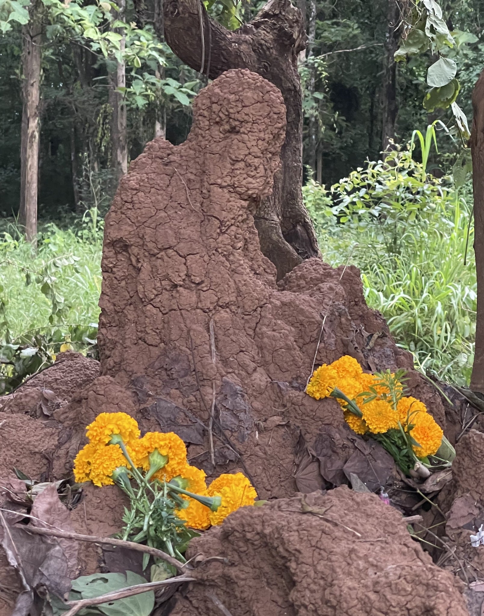 สาวพบจอมปลวกลักษณะคล้ายเกจิดังโผล่กลางป่า