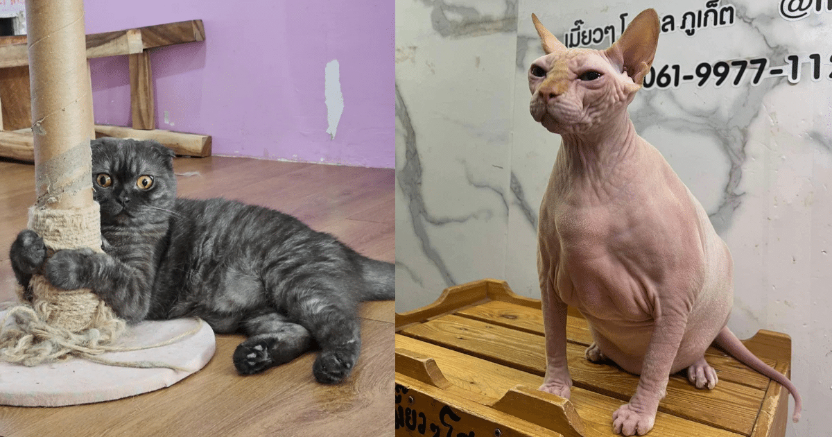 น้องแมวสุดน่ารักประจำร้าน Cat Space Cafe Phuket