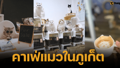 รวมคาเฟ่น้องแมวที่จังหวัดภูเก็ต