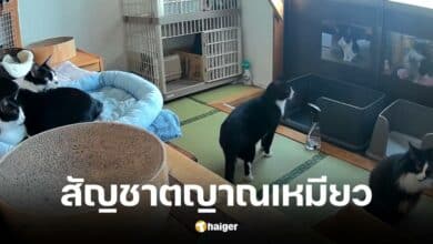 แมวญี่ปุ่นทำนายแผ่นดินไหว คลิปไวรัลจุดกระแสสัตว์สัมผัสภัยพิบัติ