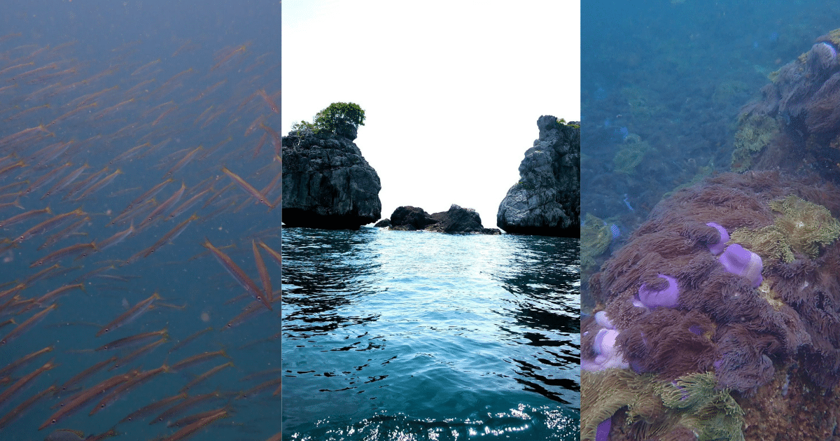 เกาะแรด เกาะหินปูนที่มีลักษณะคล้ายแรด ไม่มีชายหาด แต่มีดอกไม้ทะเลสีสันสดใส แนวปะการังสวยงาม