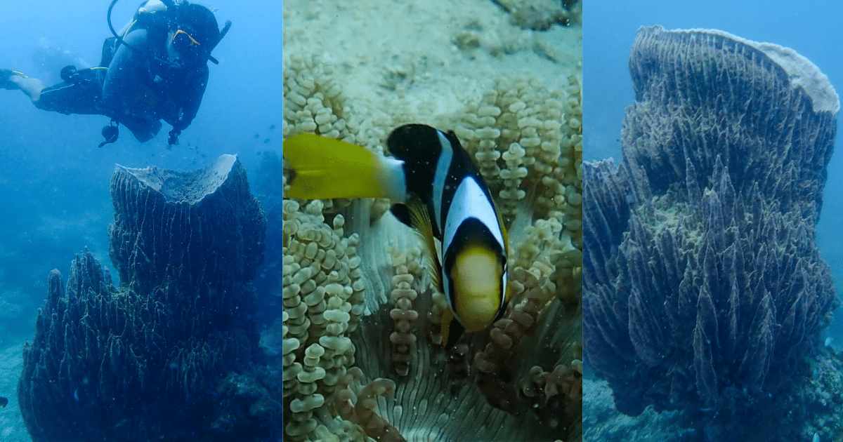 หมู่เกาะสุรินทร์ เป็นอุทยานแห่งชาติทางทะเลที่ตั้งอยู่ในจังหวัดพังงา ประกอบด้วย 4 เกาะหลัก ได้แก่ เกาะสุรินทร์เหนือ เกาะสุรินทร์ใต้ เกาะไข่ และเกาะตองกวน ซึ่งมีชื่อเสียงในด้านความงดงามของธรรมชาติใต้ทะเล