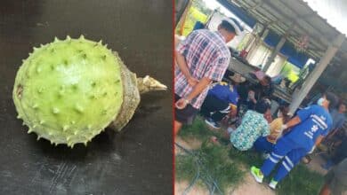 เมียต้มมะเขือบ้าให้ผัวดื่ม หวังเลิกเหล้า