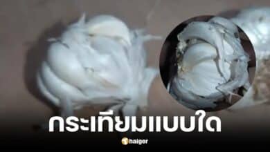 พ่อค้าหัวใสหลอกขายกระเทียมปูนซีเมนต์