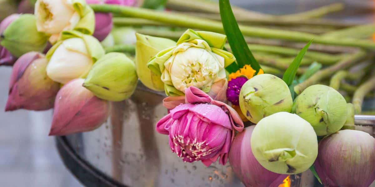 ดอกบัวไหว้พระลักษมี