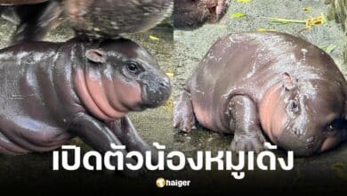 สวนสัตว์เขาเขียวเผยชื่อฮิปโปใช้ชื่อว่าหมูเด้ง
