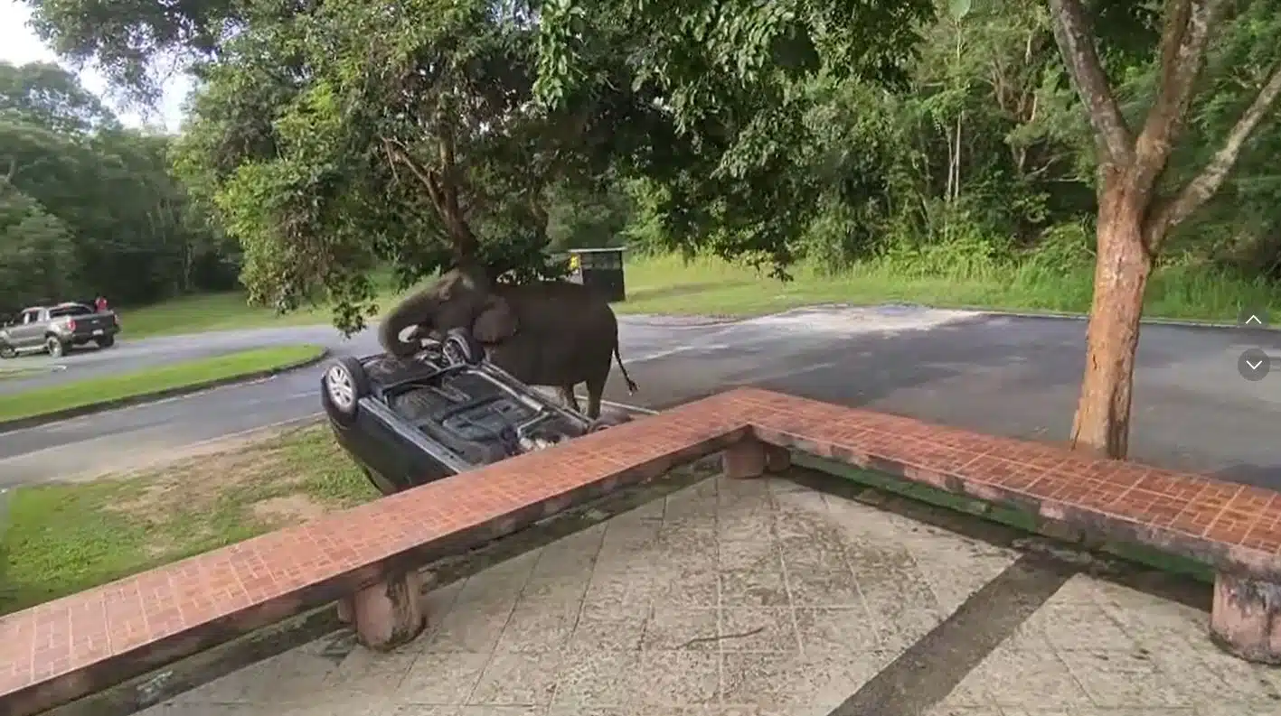 ช้างป่า โผล่งัดรถยนตฺหน้าที่พักอุทยานแห่งชาติเขาใหญ่