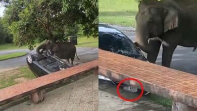 เลข ช้างเขาใหญ่งัดรถ