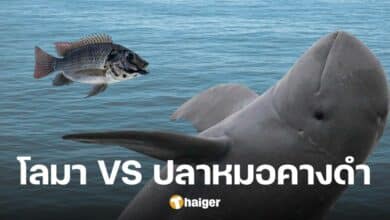 รายชื่อ 4 พันธุ์สัตว์น้ำ กิน &#039;ปลาหมอคางดำ&#039; ช่วยระบบนิเวศ คุมได้อยู่หมัด