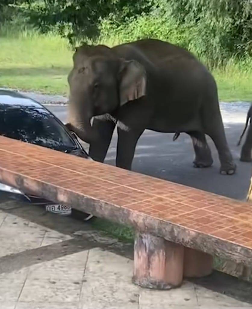 เลขทะเบียนรถยนตร์ ช้างเขาใหญ่งัดรถ 4988