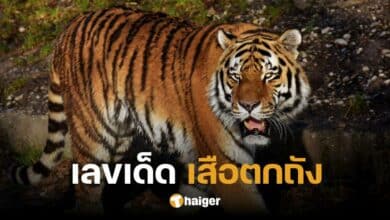 แนวทางเลขเด็ด 'เสือตกถังพลังเงินดี' งวด 1 ส.ค. 67 เลขเด่นตรงสำนักดัง