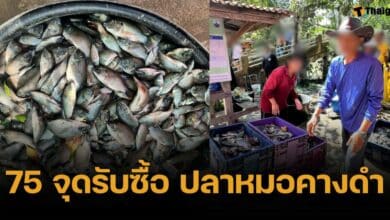 เปิดพิกัด 75 จุดรับซื้อ "ปลาหมอคางดำ" กิโลฯละ 15 บาท ไม่มีเงื่อนไข