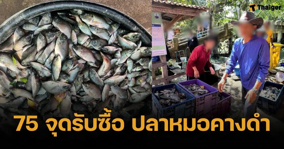 เปิดพิกัด 75 จุดรับซื้อ "ปลาหมอคางดำ" กิโลฯละ 15 บาท ไม่มีเงื่อนไข