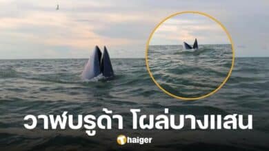 ภาพหาชมยาก 'วาฬบรูด้า' โผล่ทะเลบางแสน ยืนยันตัวจริง คาดมาหาอาหาร