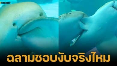 ตอบสาเหตุ ฉลามเสือดาวกัดครีบกันเพราะต้อการผสมพันธุ์