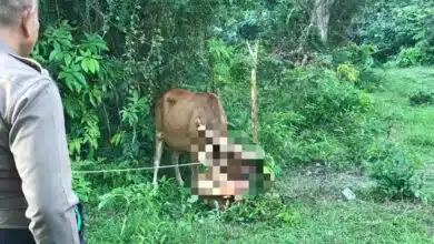 ฝรั่งแก้ผ้าถูกวัวขวิด บ้านนาเดิม