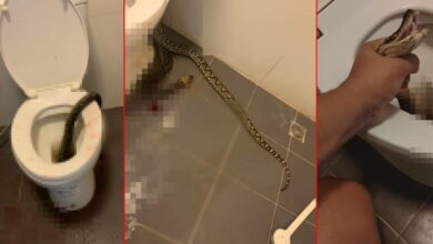 จับงูโผล่ชักโครกมือเปล่า