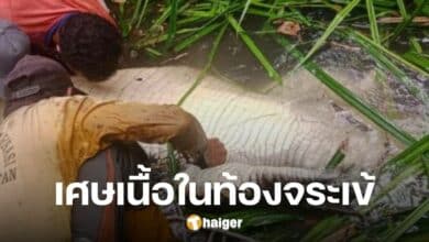 สาวอินโดถูกจระเข้ยักษ์ 4 เมตรกัดขณะอาบน้ำ