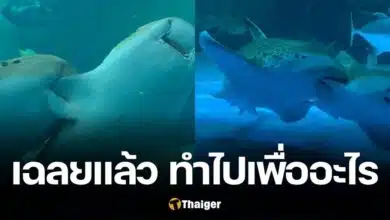 ฉลามเสือดาว