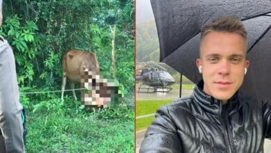 เอฟเกนี คูฟชินอฟ รัสเซียปล้ำวัว