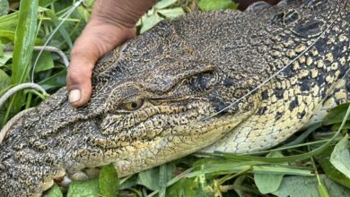 จระเข้หลุดภูเก็ต