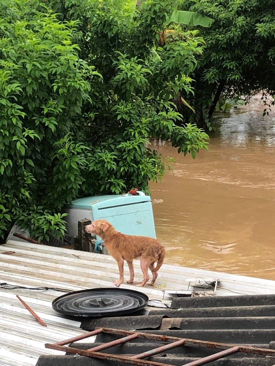 น้ำท่วมเชียงราย สุนัขหนีขึ้นหลังคาบ้าน