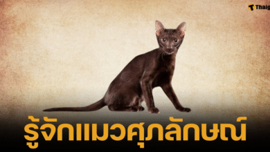 แมวศุภลักษณ์ แมวไทยโบราณ