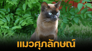 แมวศุภลักษณ์ แมวโบราาณไทย นั่งอยู่ในสนามหญ้า