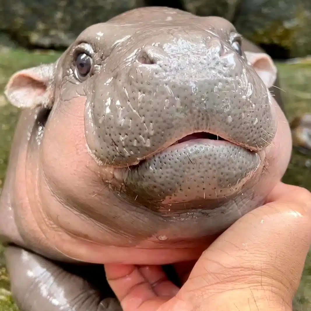 นิตยสารไทม์ พูดถึงหมูเด้ง