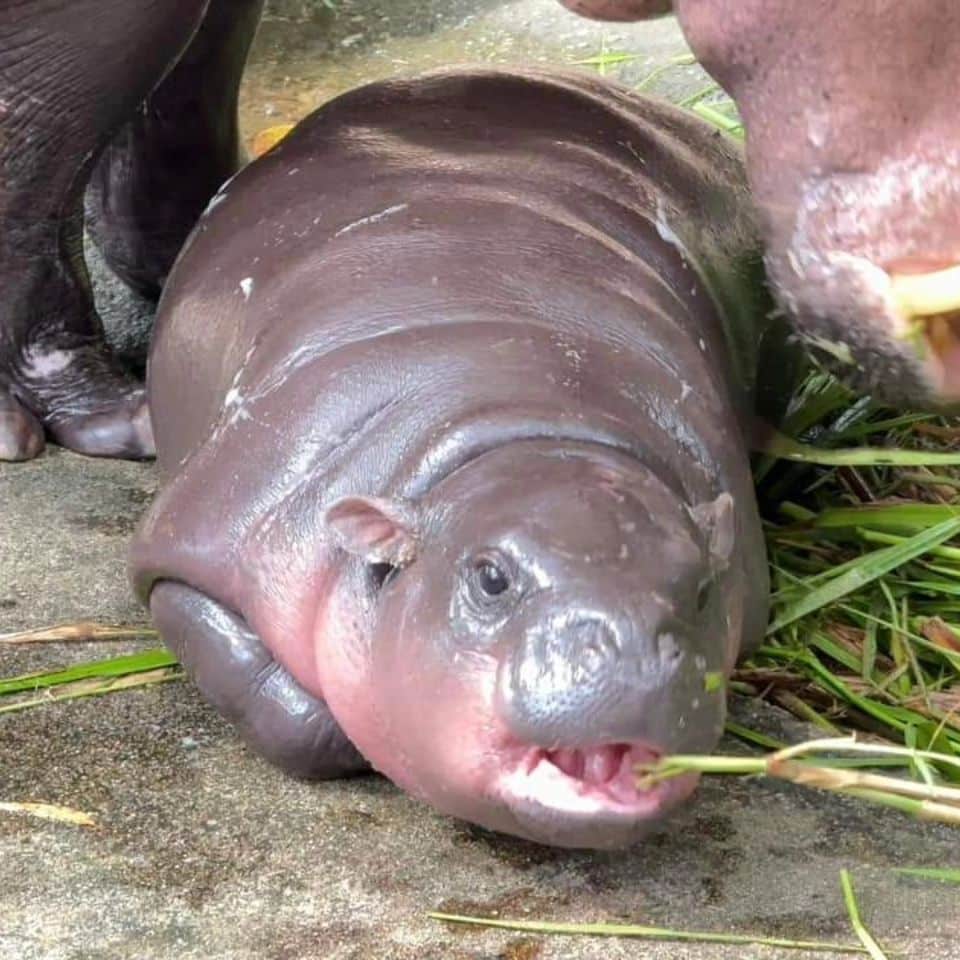 หมูเด้ง ดังไกลระดับโลก