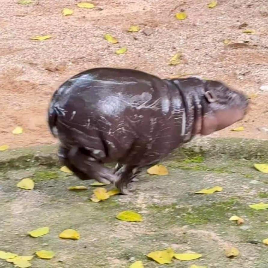 หมูเด้ง วิ่งสี่ขา