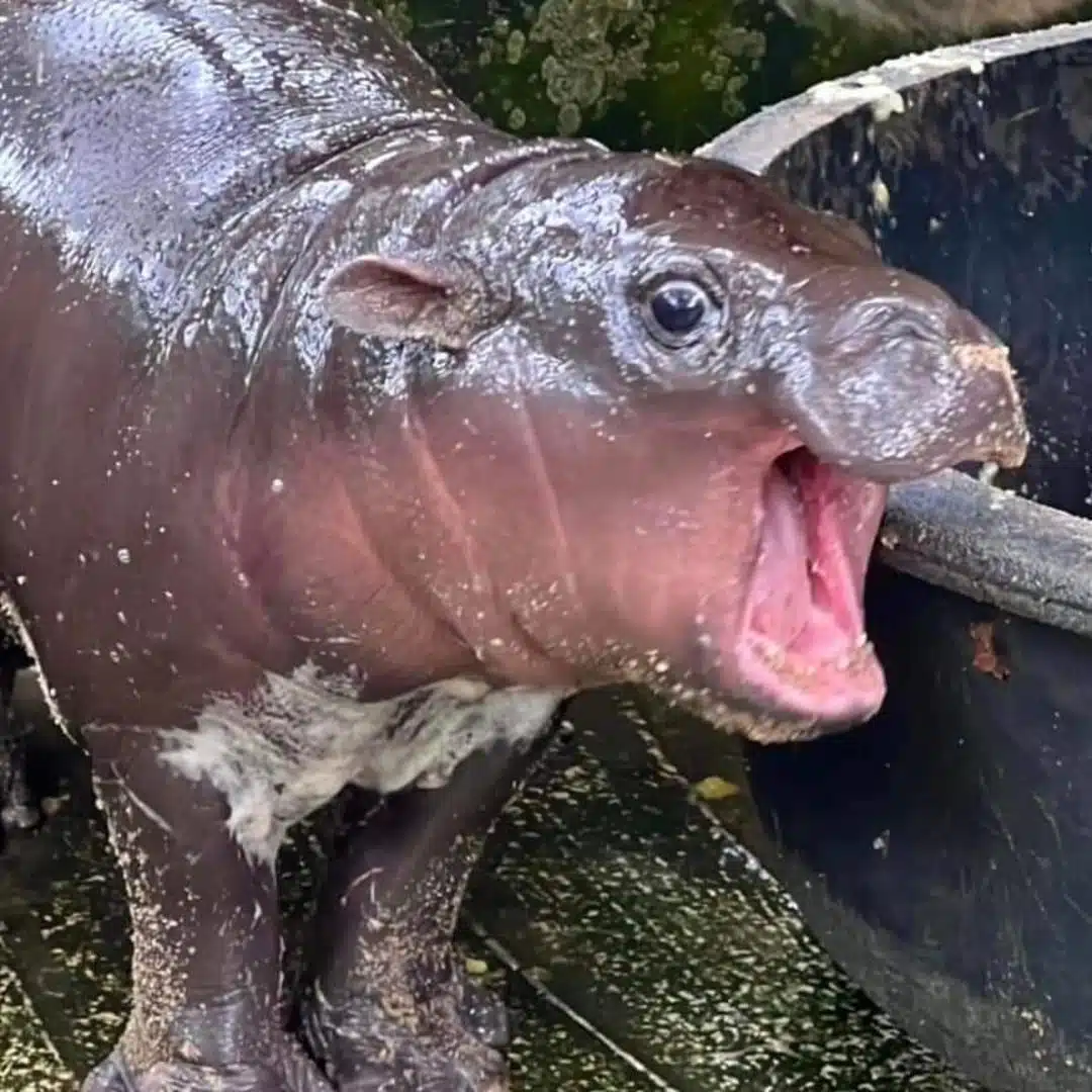 หมูเด้งกรี๊ด