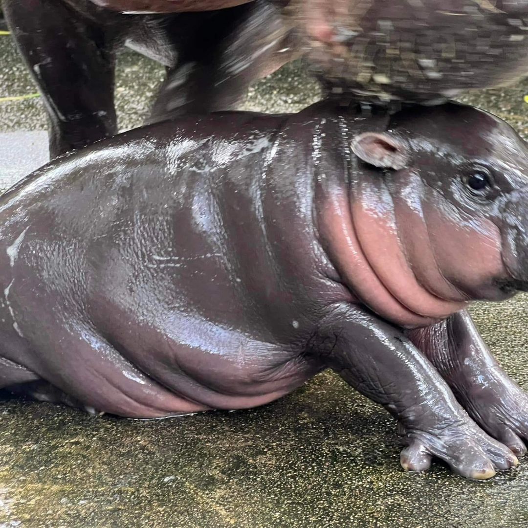 หมูเด้ง วัย 2 เดือน